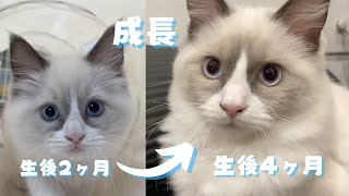 生後4ヶ月の子猫の成長速度が早すぎる【ラグドール】