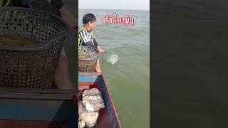 ปลากรายใหญ่ #fishing #ตกปลา #ตกกุ้งแม่น้ำ #นั่งเรือตกปลา #หากินกับเขื่อนป่าสัก