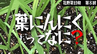 第８回【ニンニク】葉ニンニクってなに？