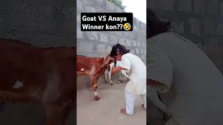 Goat vs Anaya 🤣#challenge #funny #anaya #cute #viral #1k #trending #ytshorts #goat #viral #cutebaby