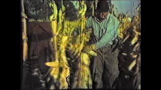 1960's Ear Corn Picking