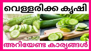 വെള്ളരിക്ക കൃഷി അറിയേണ്ട കാര്യങ്ങൾ: Cucumber Krishi Tips | Vellarikka Krishi malayalam |