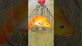 New Fishing Method #shorts #viralvideo #ytshorts #Fishing #Amazing #viral #Fishvideo