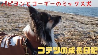 【パピヨンとコーギーのミックス犬】愛犬と千葉県富津市の富津公園にて　　With my dog at Futtsu Park in Futtsu City, Chiba Prefecture