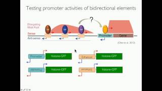 C Cerrato: Properties and activities of enhancers and promoters.