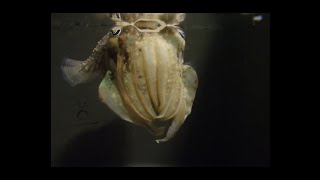 Cuttlefish Adaptive Camouflage - ASAB Video Competition