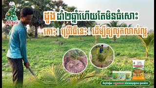 ដូងដាំ2ឆ្នាំមកហើយ តែមិនធំសោះ! ប្រើវិធីដើម្បីឲ្យលូតលាស់ល្អ