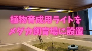 メダカの室内飼育場に植物育成用LEDライトを設置