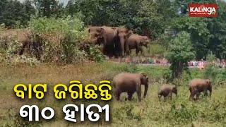 Herd of 30 elephants seen in Keonjhar, local people terrified || Kalinga TV