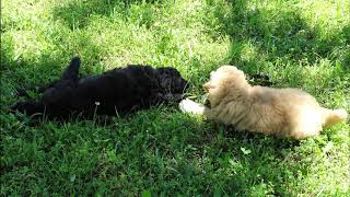 hearthside aussiedoodles