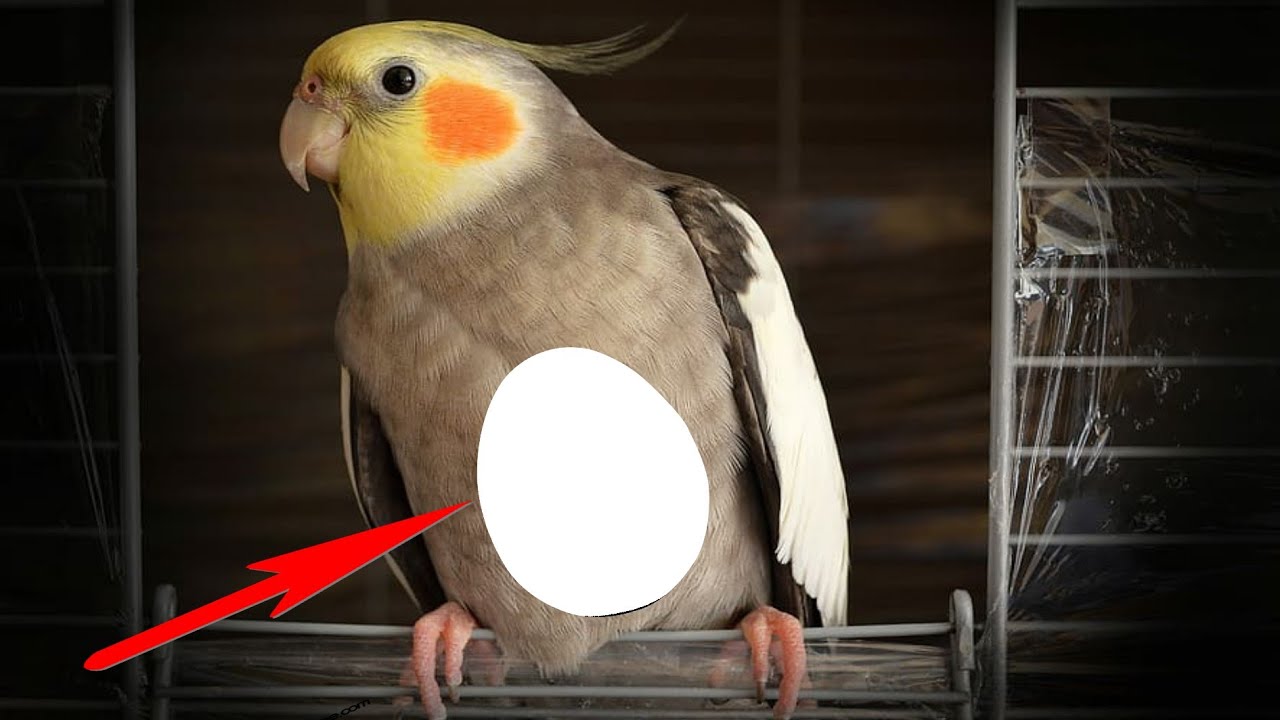 Pregnant Cockatiel Symptoms - YouTube