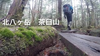 [日帰り登山] 北八ヶ岳茶臼山　苔と原生林の森を歩く