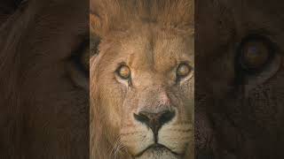 lion #king #bigcat #panthera #Africa #leo