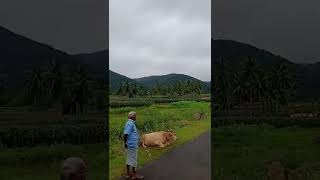 சேலம் பச்சைமலை பகுதி