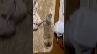 レーザーポインターを追いかける子猫　#shorts