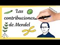 Las contribuciones de Mendel