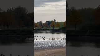 Zugenten machten an einem flachen See in der Nähe von Schloss Moritzburg Halt