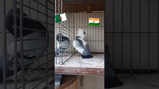 #t20worldcup #t20 india vs pakistan pigeon attitude