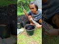 proses pengocoran sebelum pindah tanam petanimelenial petanicaberawit berkebun caberawit