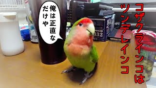 相手によって態度を使い分けるコザクラインコ