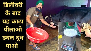 डिलीवरी के बाद दे यह काढ़ा बढ़ेगा दूध 100%| Calf Birth in Dairy Farm | Pashu palan Delivery tips