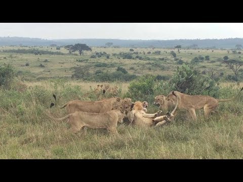 Would a female lion beat a male lion?