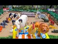 Giddy Up! Our Journey with Farm Animals and Jungle Animals in the Sandbox Safari Live