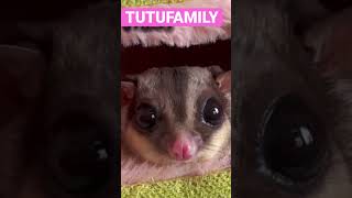 網絡美女美美醬  鼯美人直播上線【蜜袋鼯的生活日常】【 Sugar Glider 】【フクロモモンガ】【ชูการ์ไกลเดอร์ครับ】【 슈가글라이더 】   @肚肚家族生活日常