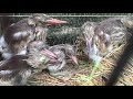 বক পাখির বাচ্চা পালন ।heron bird baby feeding