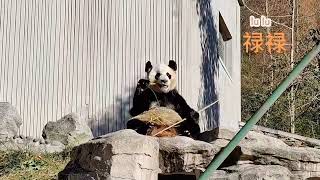 Wolong Giant Panda Garden, Shenshuping Base | Filmed on December 16, 2024