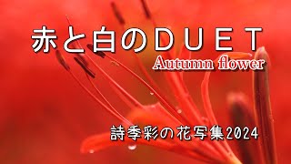 赤と白のＤＵＥＴ2024，「シリーズ詩季彩の花の写真集」、秋の花ごよみです