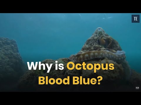 What color blood does an octopus bleed?