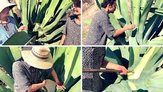 El MAGUEY y su AGUAMIEL - Cómo capar, picar y raspar