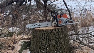 Stihl 462 cutting firewood