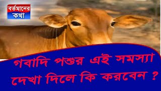 গবাদি পশুর এই সমস্যা দেখা দিলে কি করবেন?