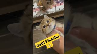 Gatti Pikachu! 😁 #animali #divertenti #gatti #cani #pikachu