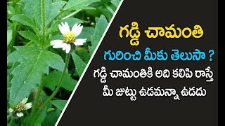 Gaddi chamanthi uses telugu | గడ్డి చామంతి | Tridax procumbens | Health tips in telugu | chamanthi