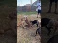 omg food aggressive pitbulls 🤬🤬🤬🤬 nbf nbfkennel puppiesforsale pitbull puppy dog xluk