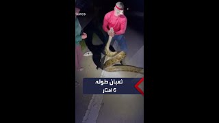 طوله 6 أمتار.. اصطياد أكبر ثعبان في فلوريدا الأميركية