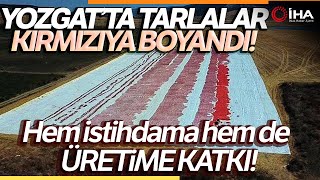 Yozgat’ta Kurutulmak İçin Serilen Domatesler Tarlaları Kırmızıya Bürüdü