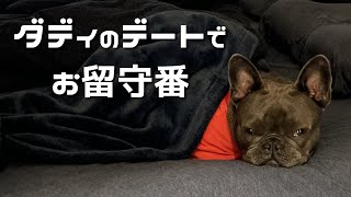 【犬のお留守番】海外一人暮らし社会人男とフレンチブルドッグ