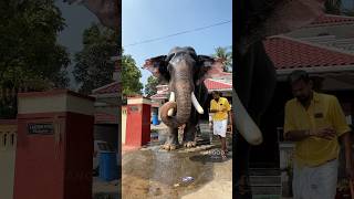 പാമ്പാടി രാജൻ ഫാൻസ് ഉണ്ടോ?#aana #elephant #shots #kunissery #fans #pambadyrajan #shots #viralvideo