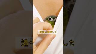 【適当に着陸した】ウロコインコ#shorts #ウロコインコ #文鳥 #インコ#面白い#かわいい#癒し#おすすめ#ペット#parrot#parakeet