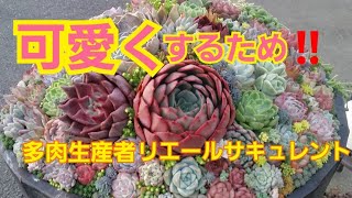 【多肉植物】【ガーデニング】多肉植物を可愛くするため‼️2021年10月16日