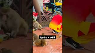 என் பொண்டாட்டிய ஏன்டா அடிக்கிற 😂 #animalsfunny #funny #tamilfun #shorts #tamil #comedy #animals