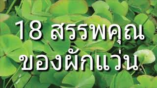 18 สรรพคุณของผักแว่น : ดับพิษร้อน ถอนพิษไข้ ปากเหม็น แก้ดีพิการ