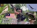 Kuala Lumpur Malaysia Birdwatching part 6. Zoo. Permaisuri Lake Garden. Airport. Canon R7. 4K