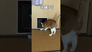 【保護猫家族】キャットドア設置2ヶ月後の現状はこちら#shorts