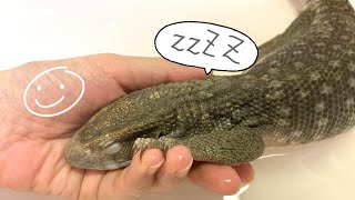 サバンナモニターの温浴 ぐっすりモニちゃん monitor lizard