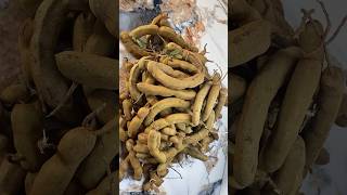 చింతకాయ గుజ్జు ఏలాగ నిల్వ చేసుకోవాలి ? How to preserve Raw Tamarind